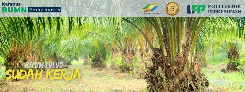 Cara Daftar Beasiswa Sawit 2025 Politeknik LPP Yogyakarta: Kuliah gratis untuk karier di industri sawit. Daftar sekarang sebelum kuota habis!