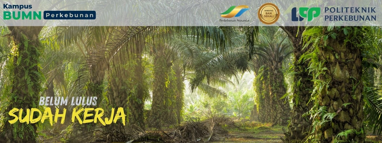 Daftar Beasiswa SDM Sawit 2025 untuk kamu yang ingin kuliah tanpa biaya dan langsung siap kerja di sektor kelapa sawit.