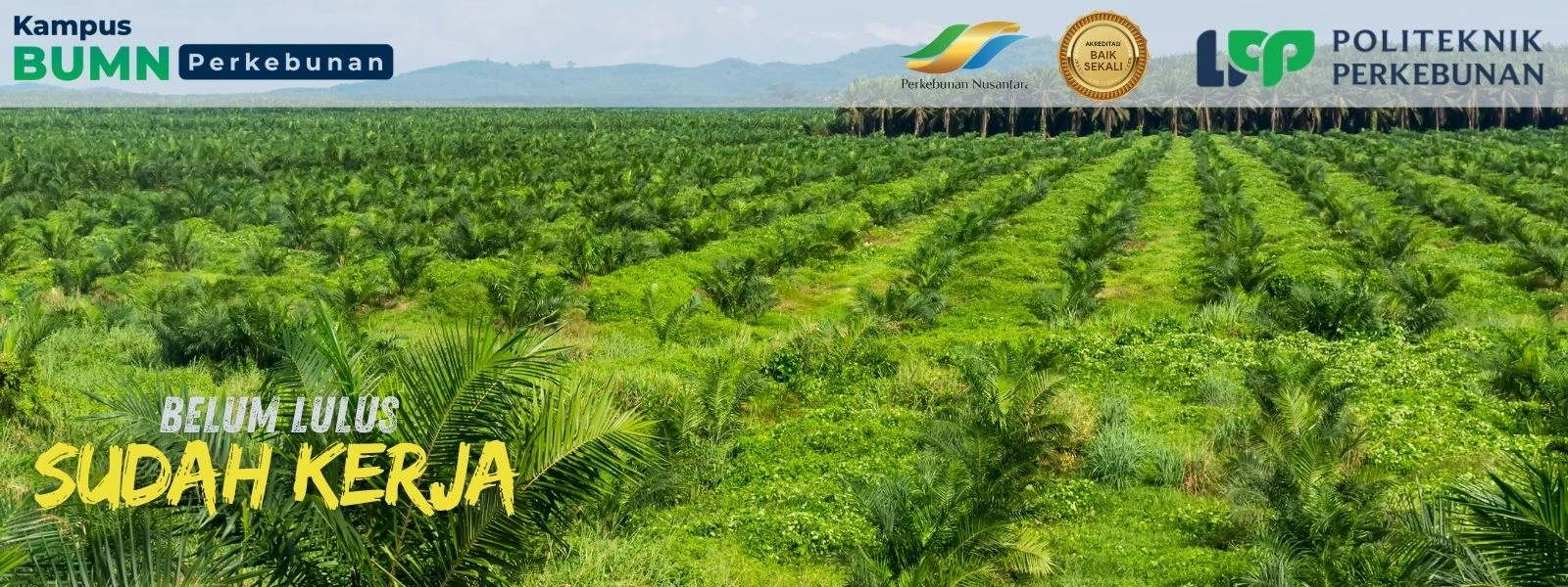 Pendaftaran Beasiswa Sawit 2025 di Politeknik LPP Yogyakarta dan kuliah gratis dengan prospek kerja cerah di industri sawit nasional