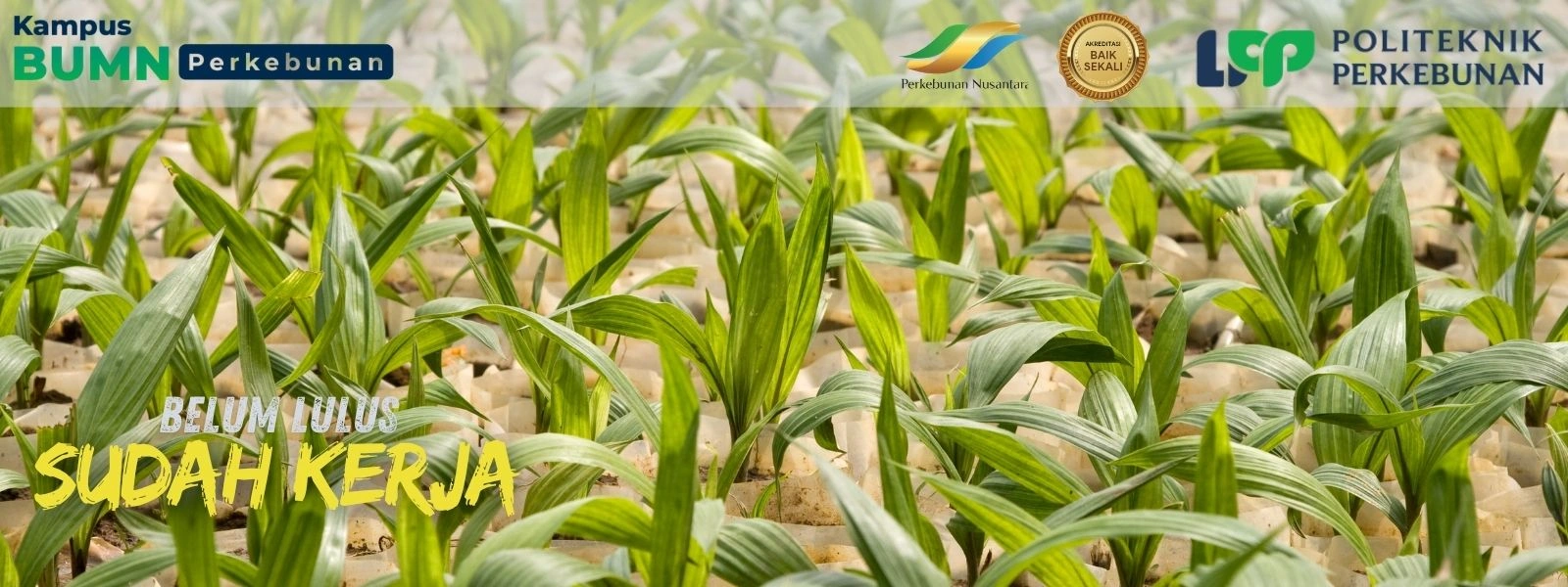 Ingin Kuliah Sambil Magang Industri di Perusahaan Nasional? Politeknik LPP Yogyakarta membuka peluang bagi yang ingin kuliah langsung kerja!