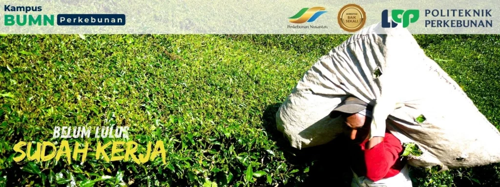 Dapatkan Beasiswa Tunas PTPN 1 di Politeknik LPP Yogyakarta! Pendaftaran 28 Juli - 8 Agustus 2025. Raih Kuliah gratis, uang saku, dll.