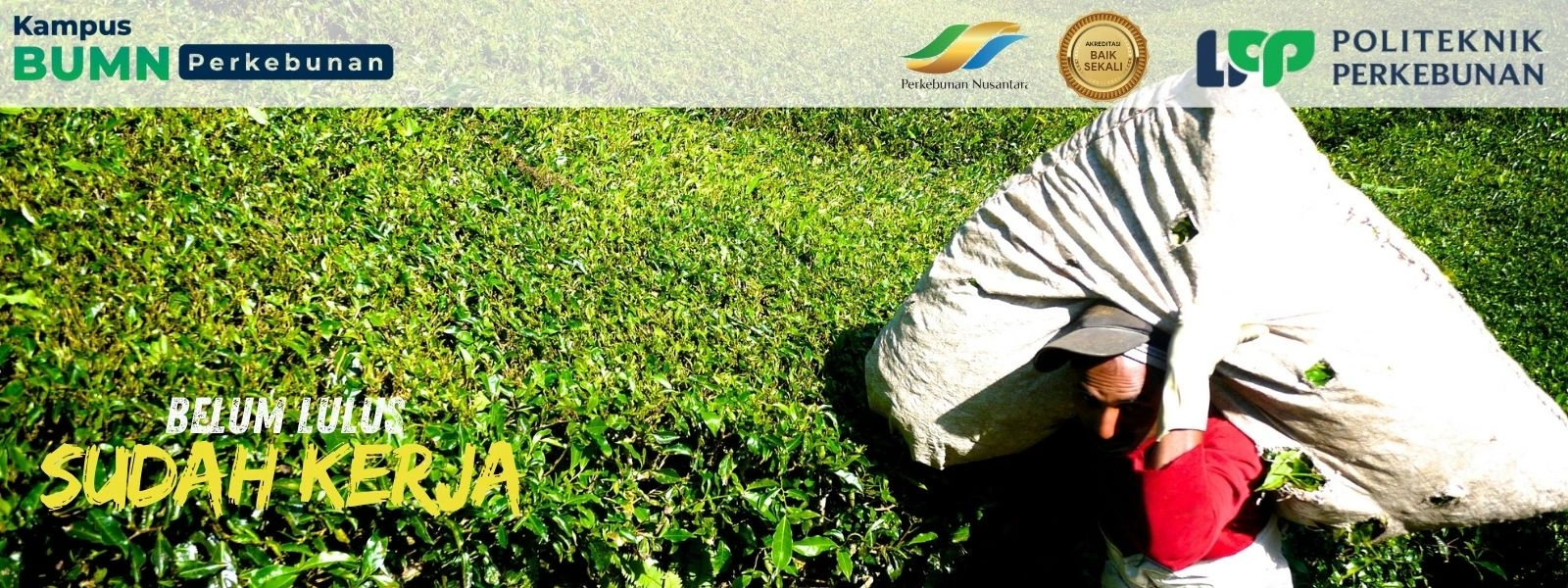 Dapatkan Beasiswa Tunas PTPN 1 di Politeknik LPP Yogyakarta! Pendaftaran 28 Juli - 8 Agustus 2025. Raih Kuliah gratis, uang saku, dll.