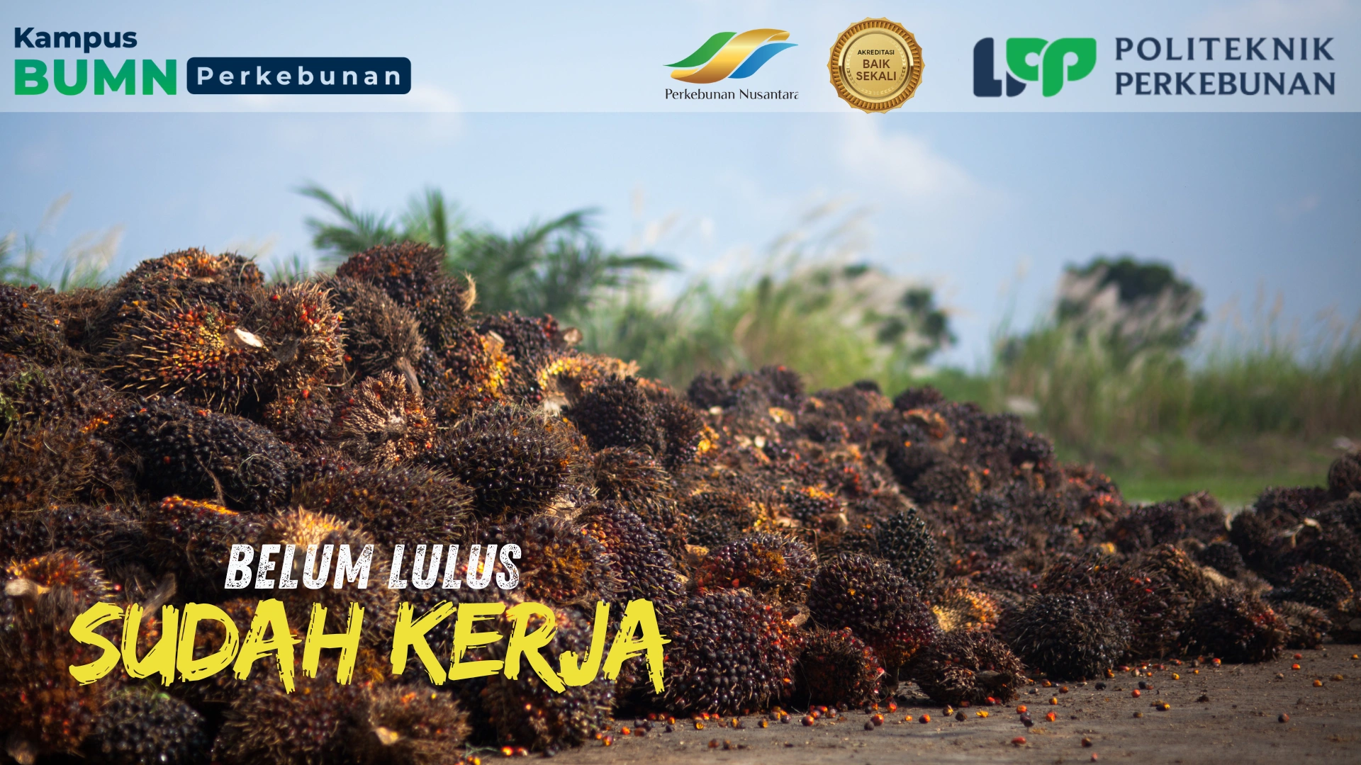 Temukan kampus budidaya tanaman perkebunan terbaik. Pelajari pilihan di Politeknik LPP, IPB, CWE, dan UGM dengan prospek kerja dan karier.