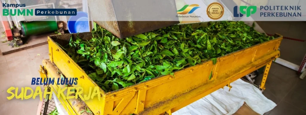 Jurusan Pengelolaan Perkebunan Politeknik LPP Yogyakarta! Jurusan Sarjana Terapan unggulan untuk jadi Asisten Manajer Kebun. Kurikulum 70%